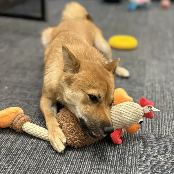 Happy overnight boarder at K9 Rox Club